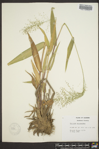 Panicum polyanthes image