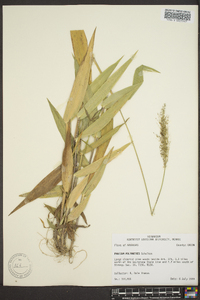 Panicum polyanthes image