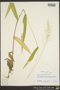 Panicum polyanthes image