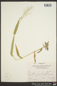 Panicum polyanthes image