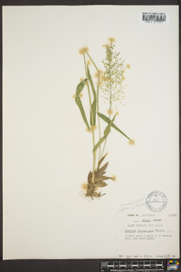 Panicum polyanthes image