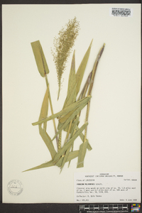 Panicum polyanthes image