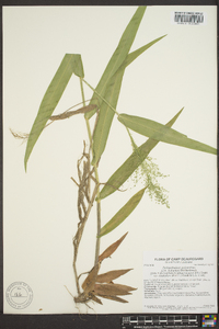 Panicum polyanthes image