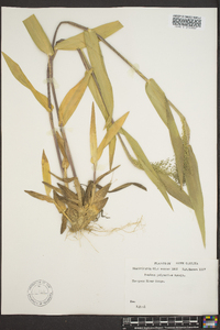 Panicum polyanthes image