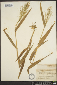 Panicum polyanthes image