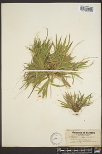 Panicum polycaulon image