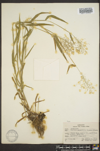 Panicum praecocius image