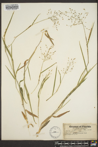 Panicum pseudopubescens image