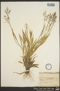 Panicum pseudopubescens image