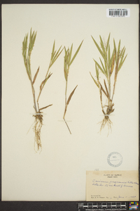 Panicum praecocius image