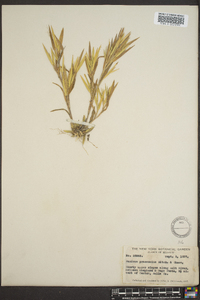 Panicum praecocius image