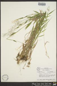 Panicum praecocius image