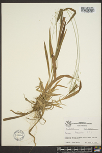 Panicum praecocius image