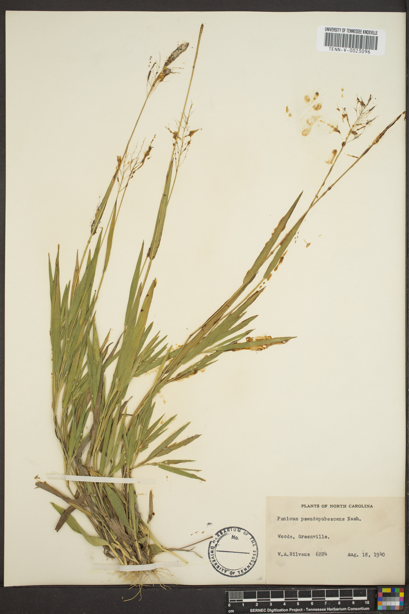 Panicum pseudopubescens image