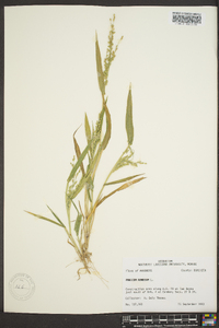 Panicum ramosum image