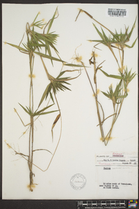 Panicum ravenelii image