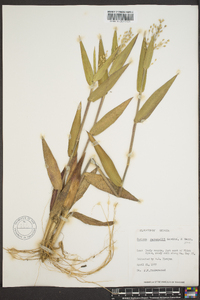 Panicum ravenelii image