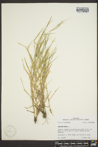 Panicum repens image