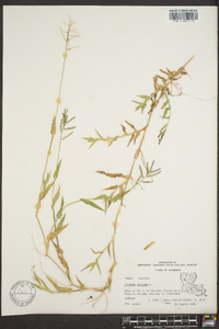 Urochloa reptans image