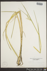 Panicum repens image