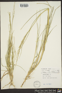 Panicum repens image