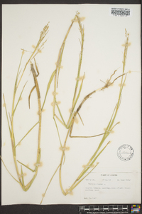 Panicum repens image