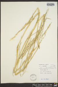 Panicum repens image