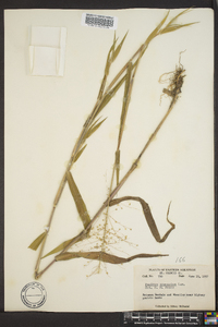 Dichanthelium scribnerianum image