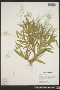 Panicum sphaerocarpon image