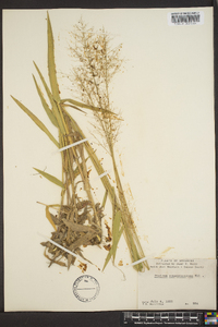Panicum sphaerocarpon image