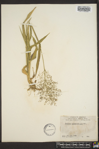 Panicum sphaerocarpon image