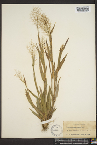 Panicum sphaerocarpon image