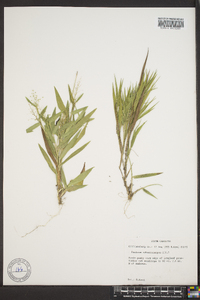 Panicum sphaerocarpon image