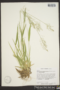 Panicum sphaerocarpon image