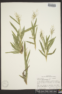 Panicum sphaerocarpon image