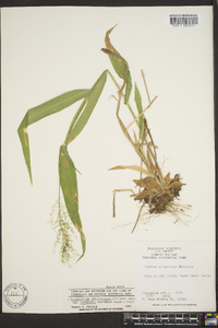 Panicum sphaerocarpon image