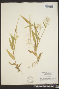 Panicum sphaerocarpon image
