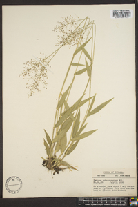 Panicum sphaerocarpon image