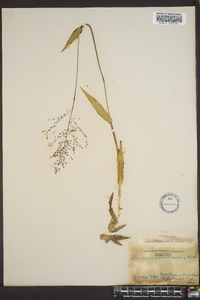 Panicum sphaerocarpon image