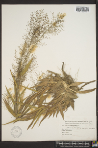 Panicum sphaerocarpon image