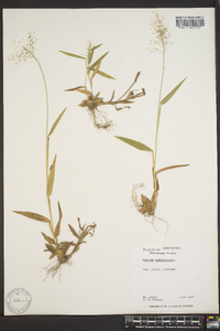 Panicum sphaerocarpon image