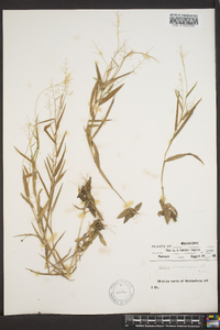 Panicum sphaerocarpon image