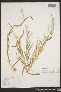 Panicum sphaerocarpon image