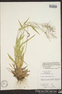 Panicum sphaerocarpon image