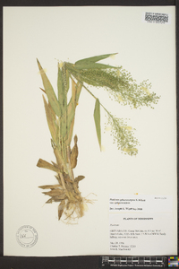 Panicum sphaerocarpon image