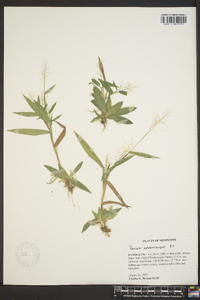 Panicum sphaerocarpon image