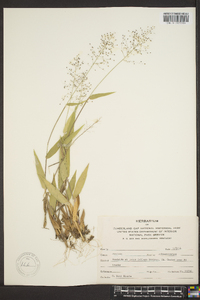 Panicum sphaerocarpon image