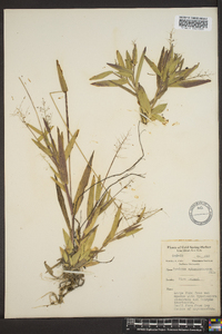 Panicum sphaerocarpon image