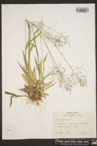 Panicum sphaerocarpon image