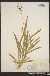 Panicum sphaerocarpon image